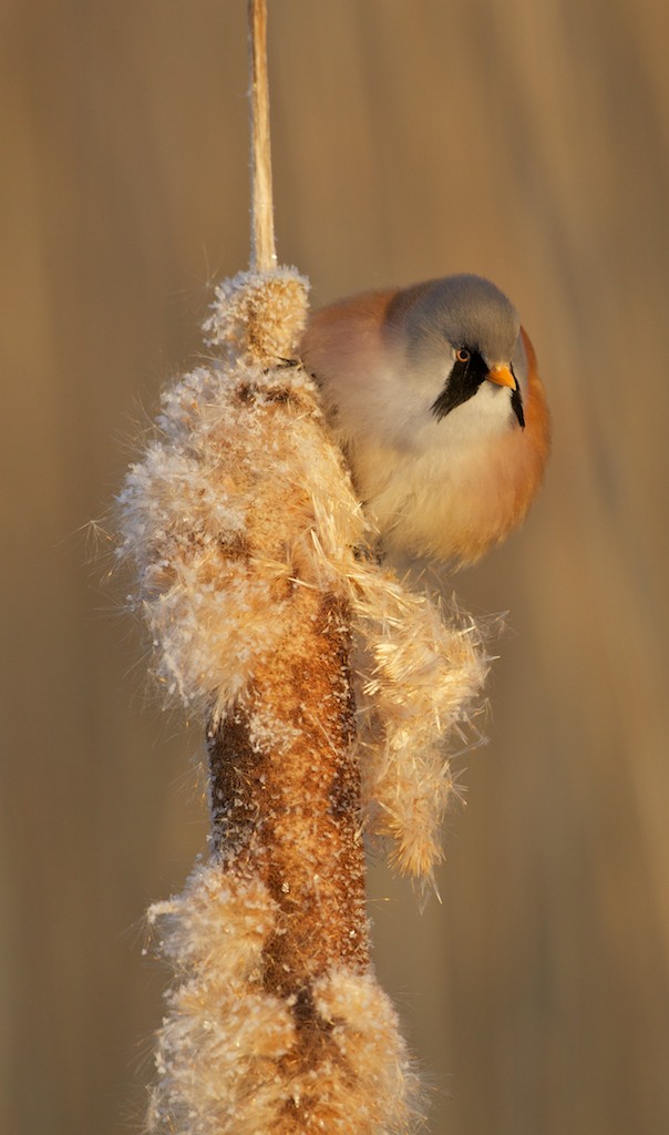 Baardmannetje/Bearded Tit