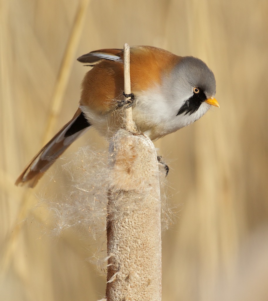 Baardmannetje/Bearded Tit