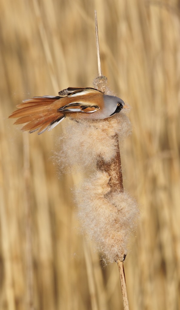 Baardmannetje/Bearded Tit