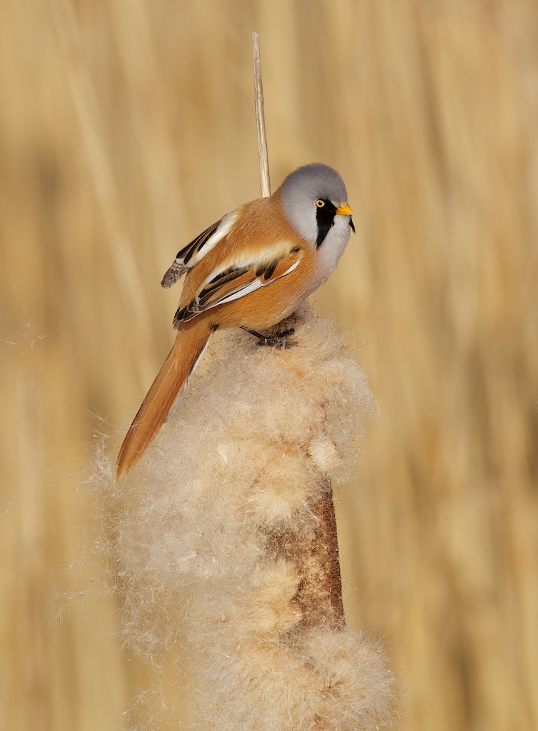 Baardmannetje/Bearded Tit