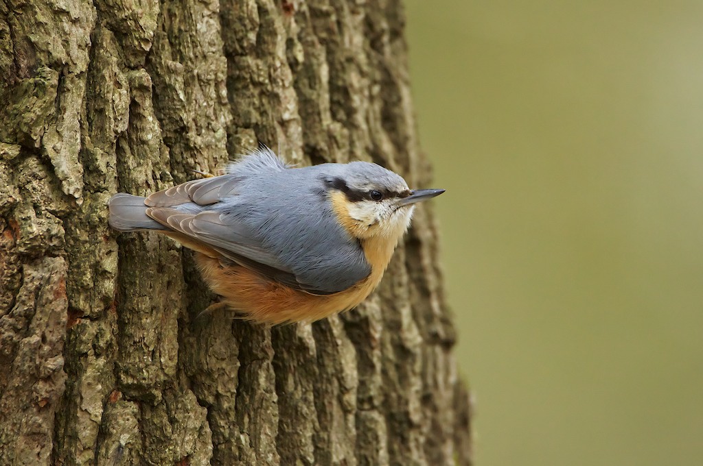 Boomklever/Nuthatch