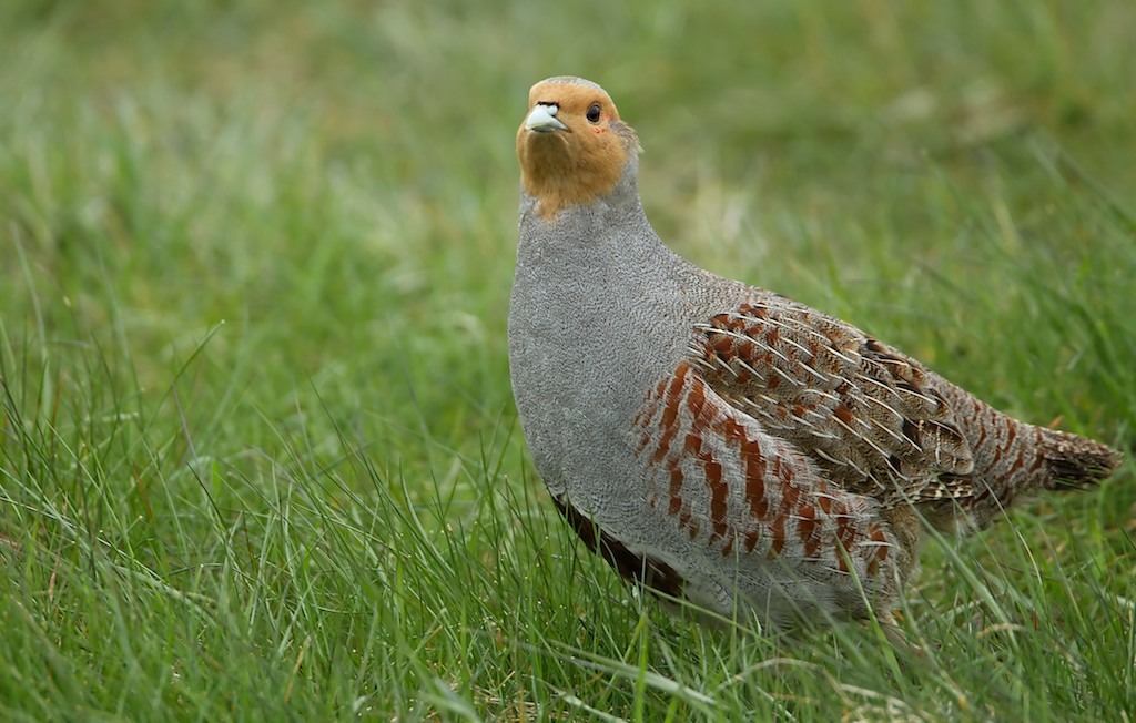 Patrijs/Grey Partridge