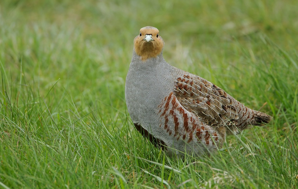 Patrijs/Grey Partridge