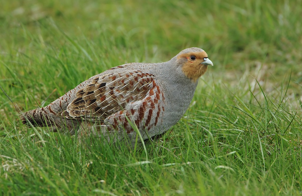 Patrijs/Grey Partridge