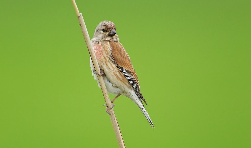 Kneu/Linnet