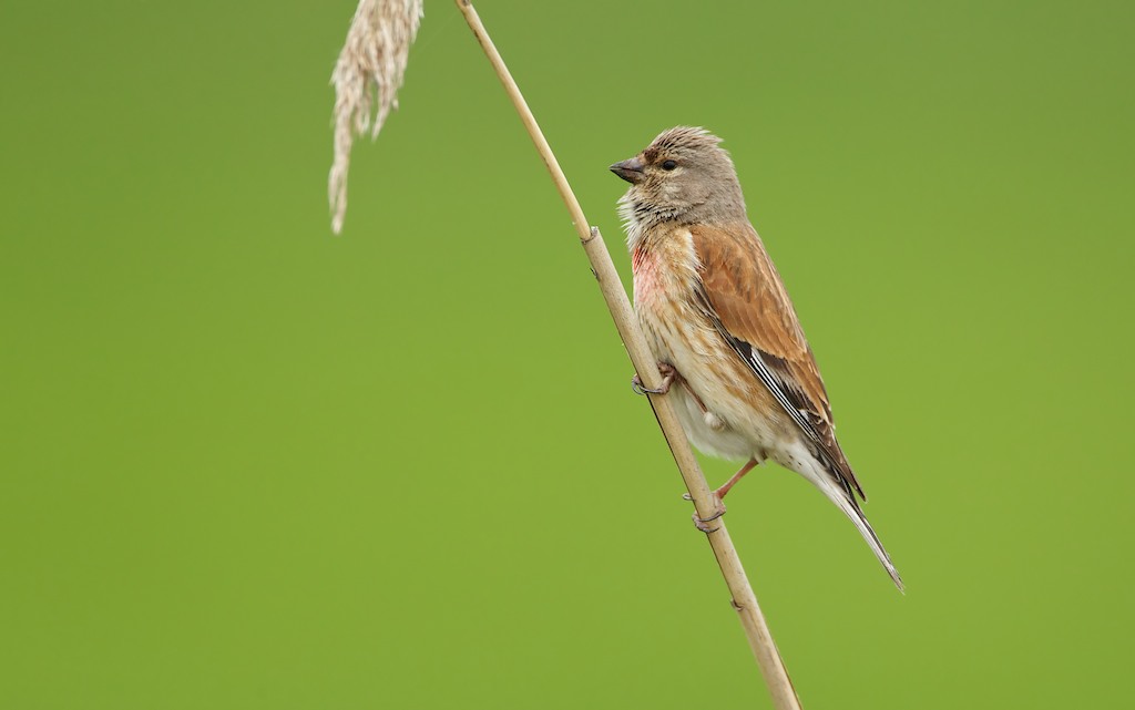 Kneu/Linnet
