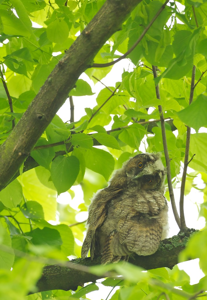 Ransuil/Long-eared Owl