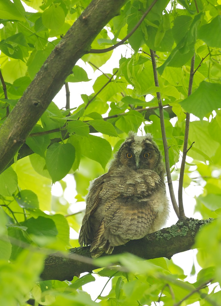 Ransuil/Long-eared Owl