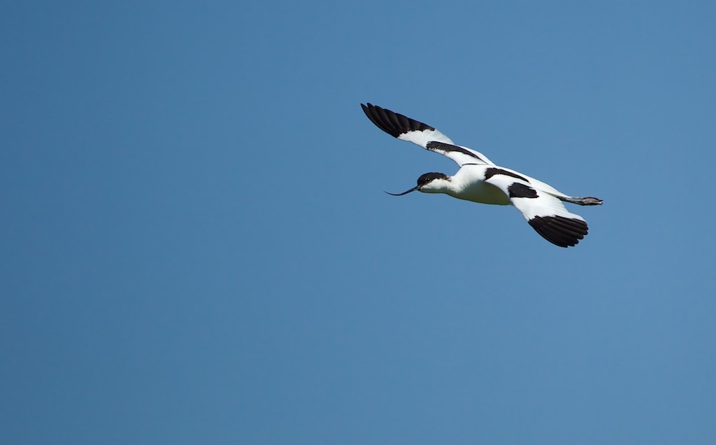 Kluut/Avocet
