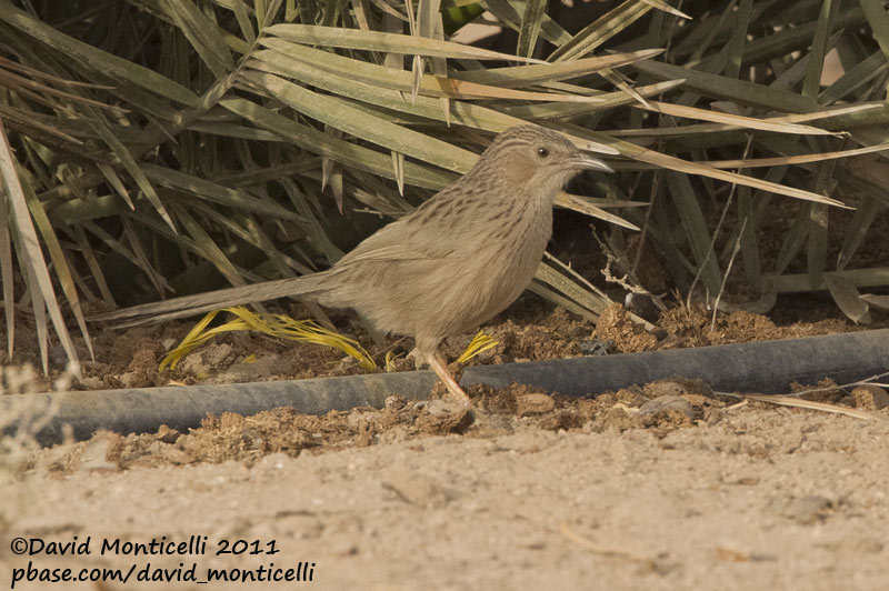 Afghan Babbler (Turdoides huttoni)_Abdaly Farms (Kuwait)