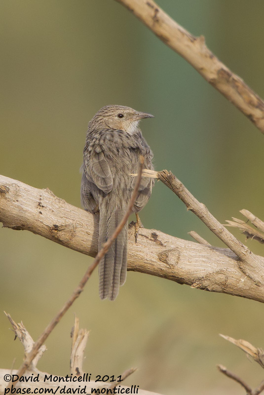 Afghan Babbler (Turdoides huttoni)_Abdaly Farms (Kuwait)