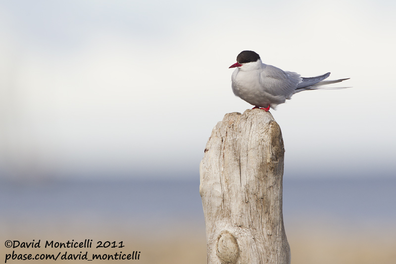 Arctic Tern (Sterna paradisea)_Svalbard_CV1F3146.jpg