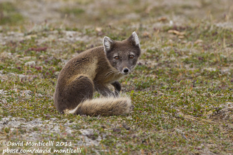 Arctic Fox (Vulpes lagopus)_Svalbard_CV1F2198.jpg