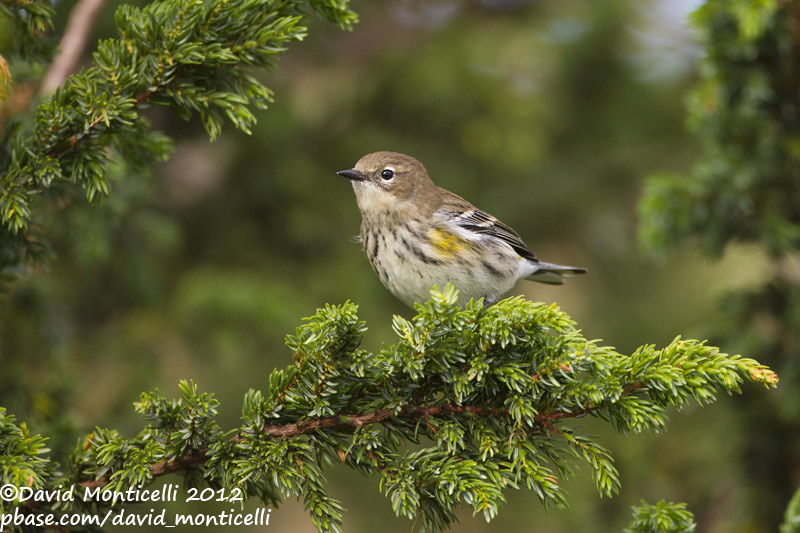 Myrtle Warbler (1st winter male) (Dendroica coronata)_Lighthouse valley (Corvo)