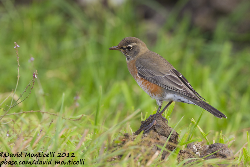 American Robin (Turdus migratorius)_Middle Fields (Corvo)