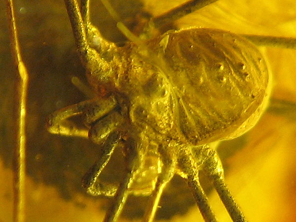 Baltic amber opiliones