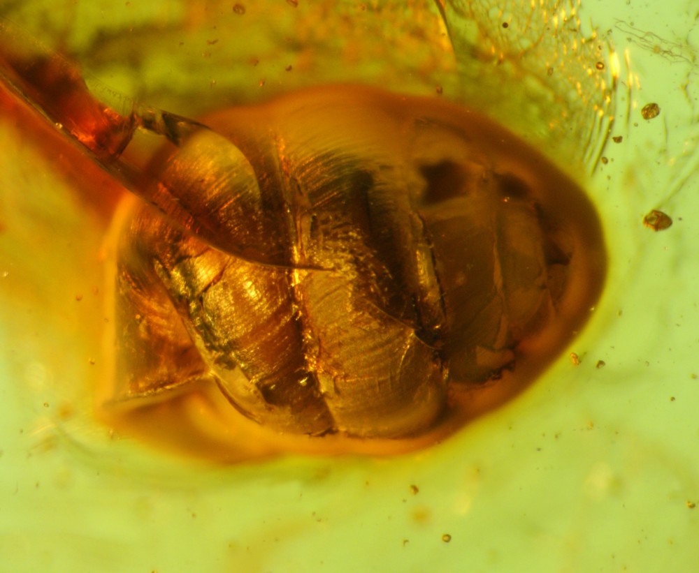 Terrestrial gastropod in Eocene Baltic amber