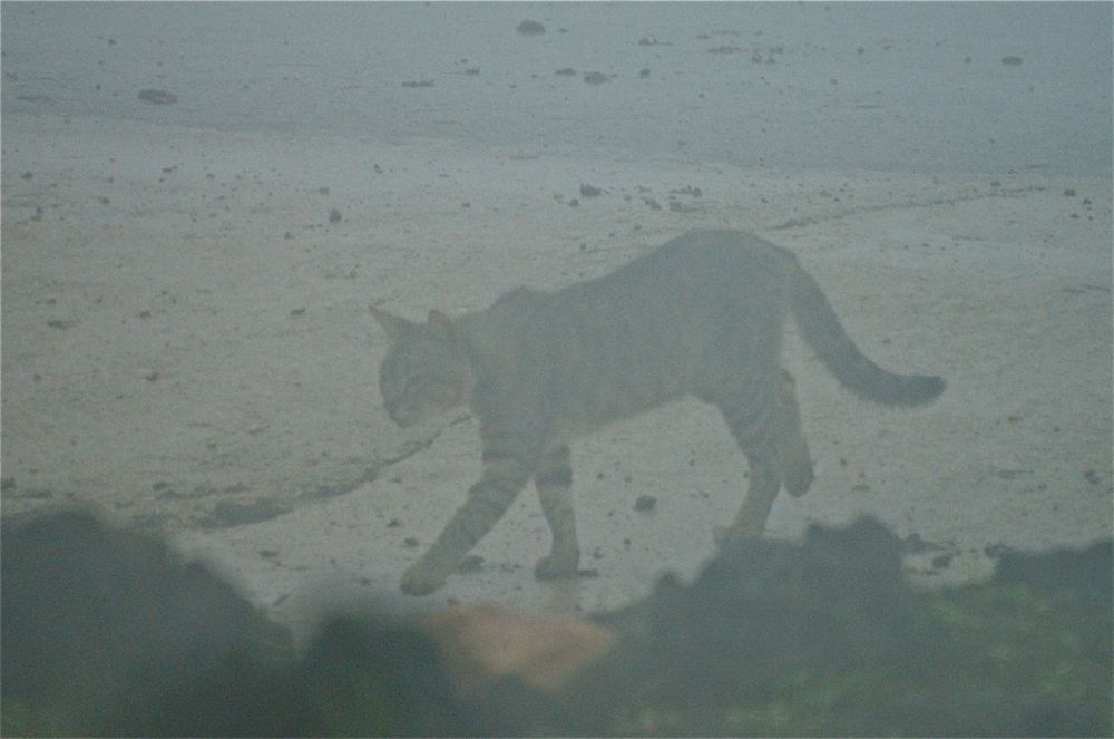 Gordons wildcat in the mist