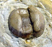 Thaleops mobydicki Amati & Westrop (2004), 25 mm. Poolville Member, Bromide Formation, Dunn Quarry.
