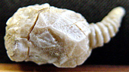 Glyptocystella loeblichi (Ulrich), 14 mm. Mountain Lake Member. Bromide Formation. Johnston County, Oklahoma, USA.