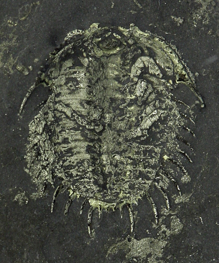 Meadowtownella cf trentonensis, 9 mm, showing limbs and antennae. Lorraine Group, U Ordovician, Lewis County, New York.