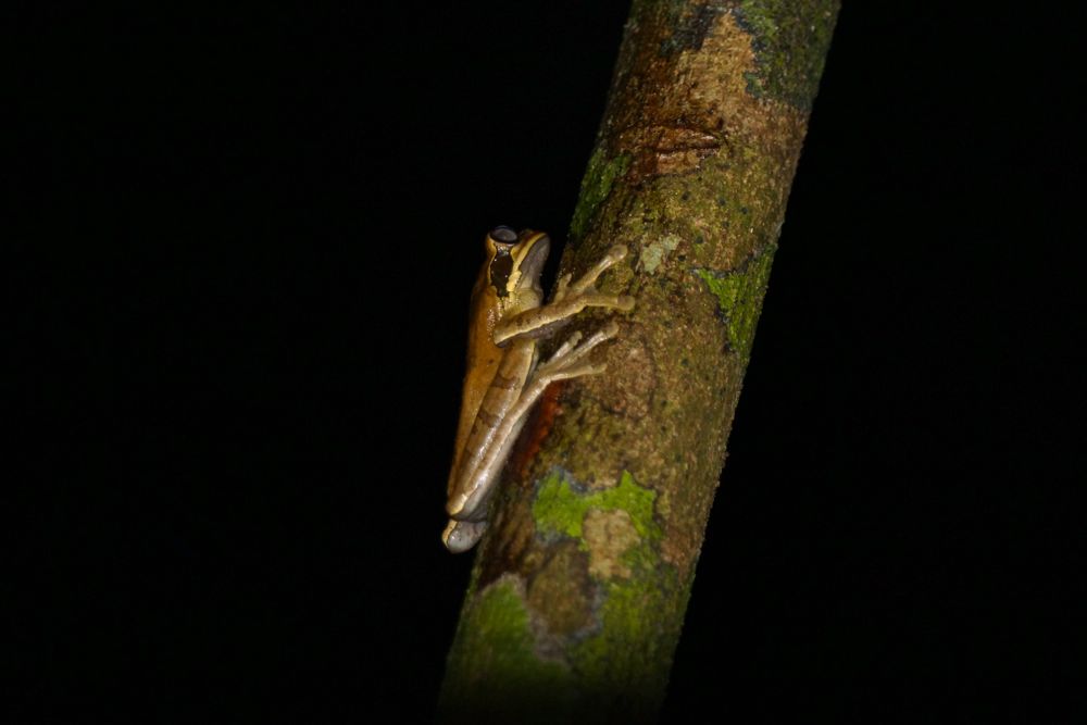 Masked treefrog (Smilisca phaeota), Lapa Rios.