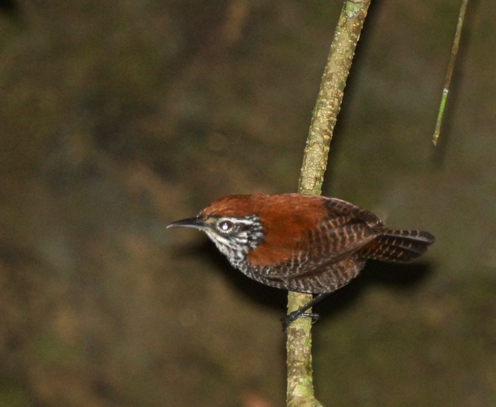 Riverside wren (Thryothorus semibadius), Lapa Rios.