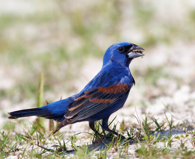 Blue Grosbeak