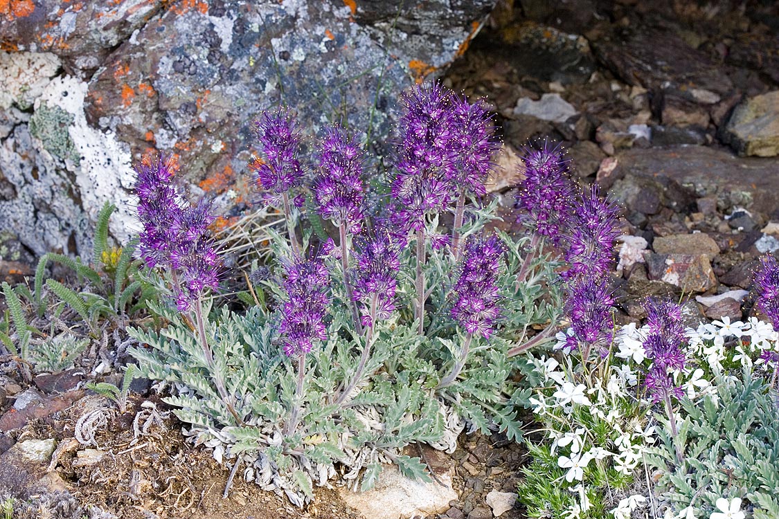 Phacelia sericea  Silky phacelia