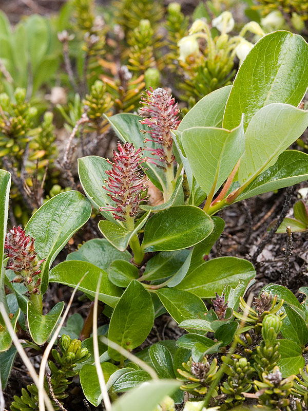 Salix arctica   Arctic willow