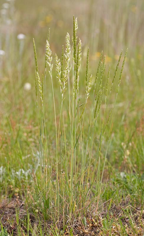 Koeleria macrantha (K. cristata) Prairie junegrass
