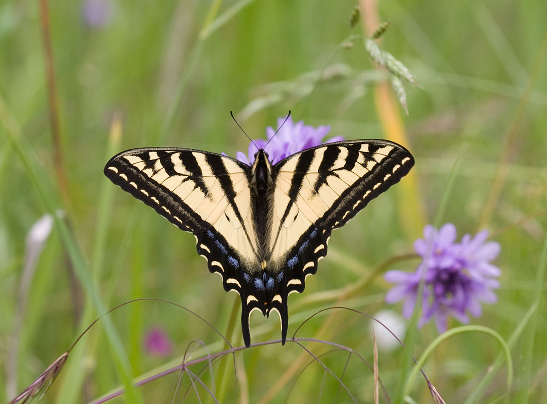 Western Tiger Swallowtail (nectoring on Brodiaea congesta)