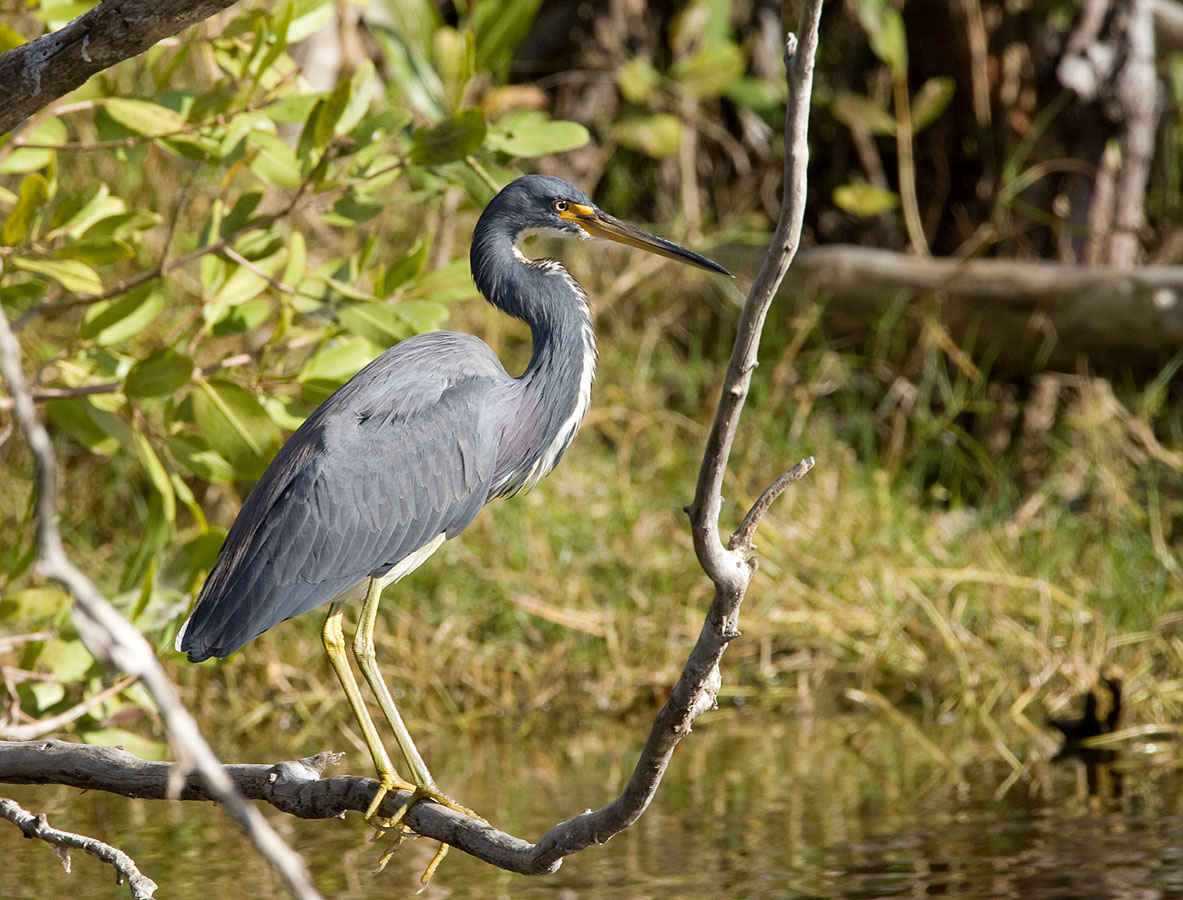 Tricolored Heron (non-breeding)