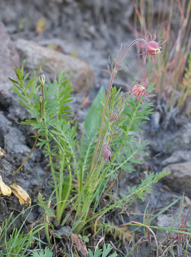 Geum triflorum Old mans whiskers