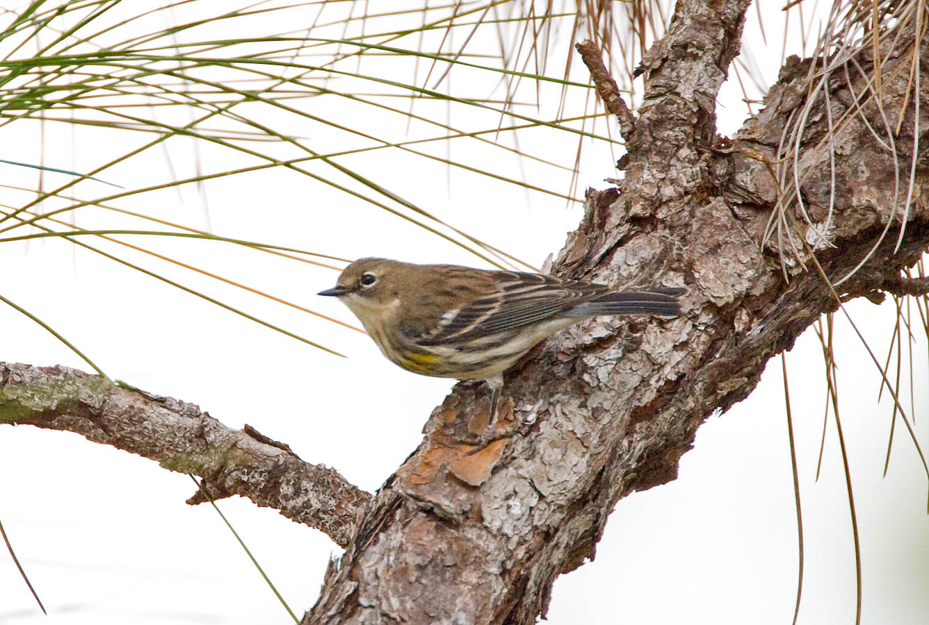 Yellow-rumped Warbler (Myrtles)