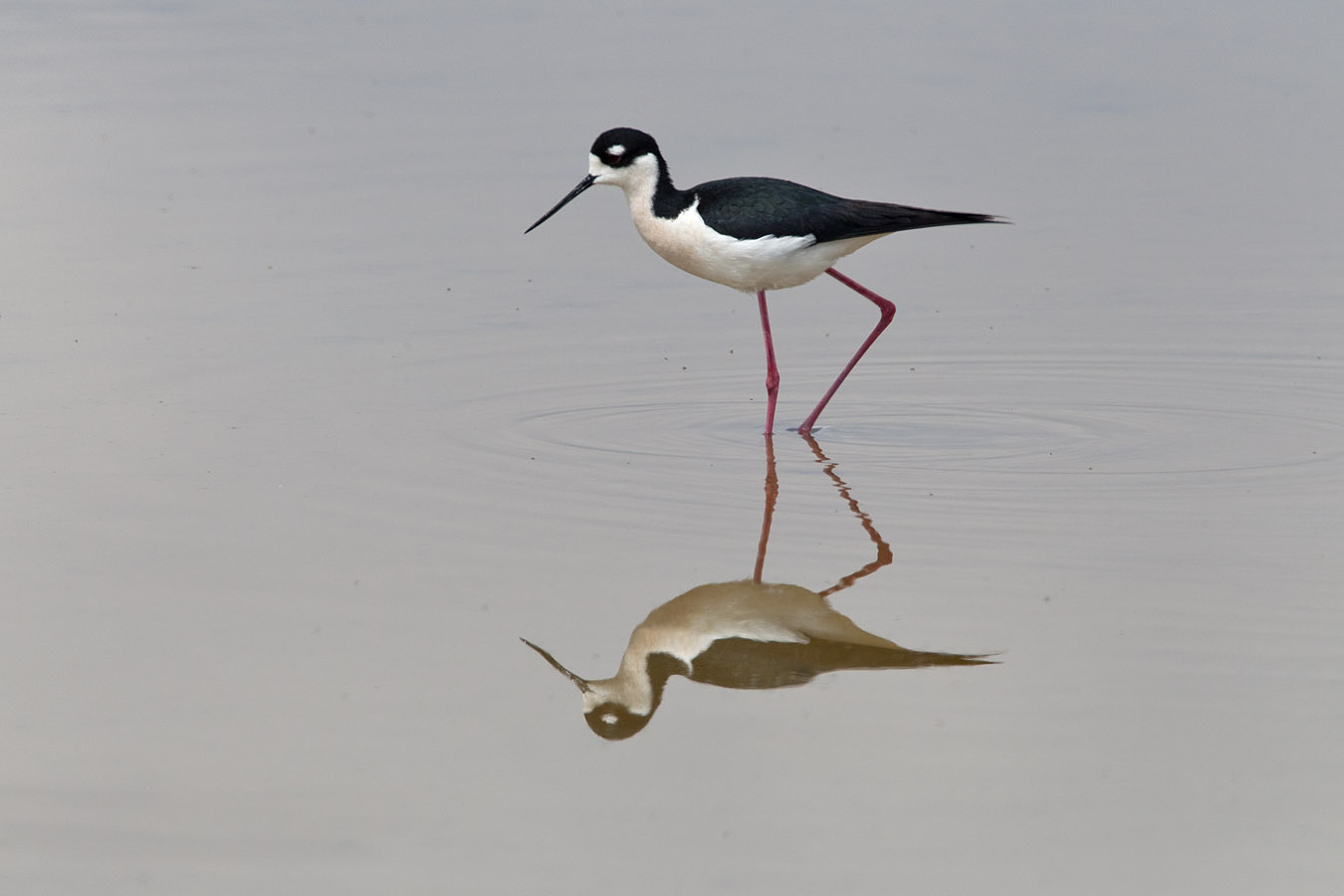 Black-necked Stilt