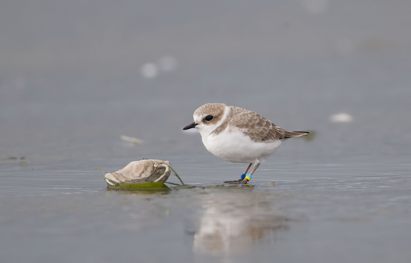 Snowy Plover