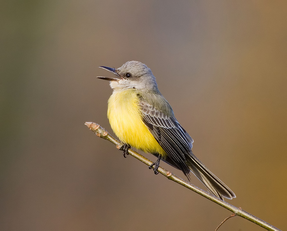 Tropical Kingbird (M), Warren Magnuson Park, Seattle
