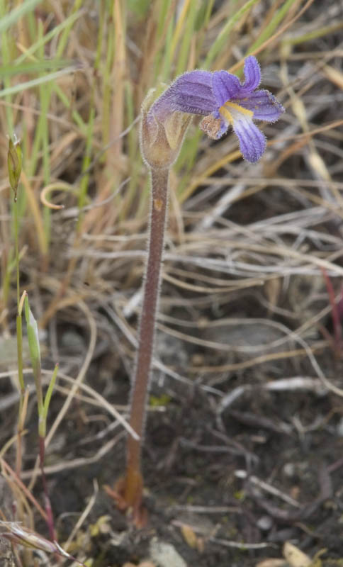 Orobanche uniflora  Naked broomrape
