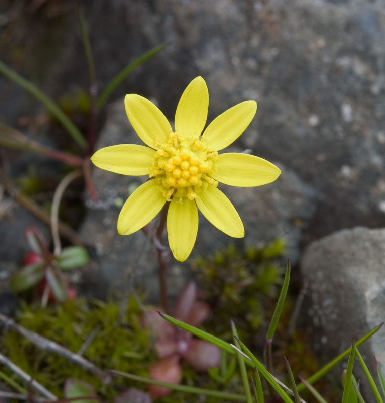 Crocidium multicaule