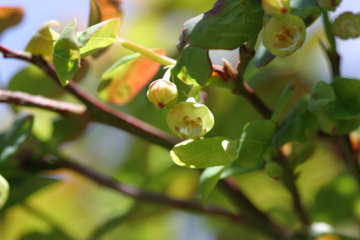 Vaccinium parvifolium