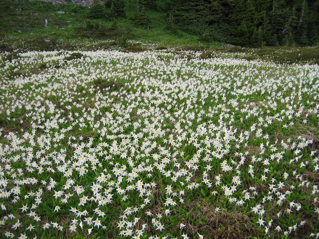 Erythronium montanum