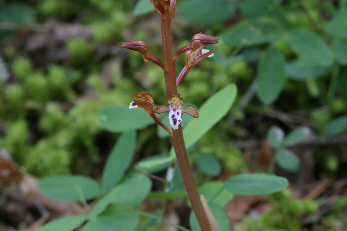 Corallorhiza maculata  Spotted coral root