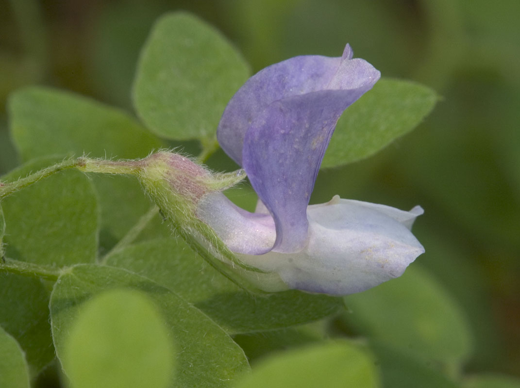 Lathyrus torreyi  Torreys vetch