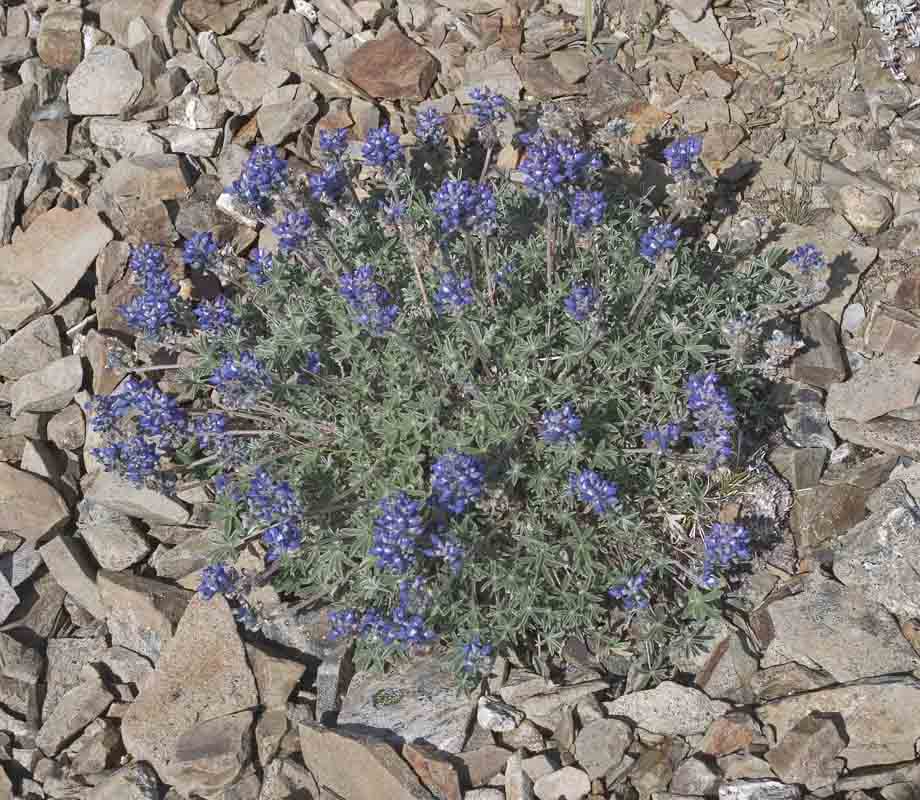 Lupinus lobbii