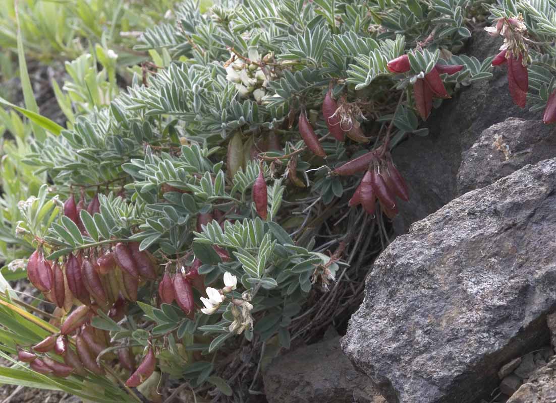 Astragalus australis. v. olympicus  (syn A. cottonii)  Cottons milk-vetch