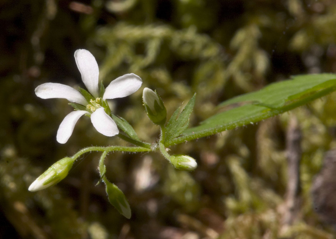 Boykinia occidentalis (B. elata)  coastal brookfoam