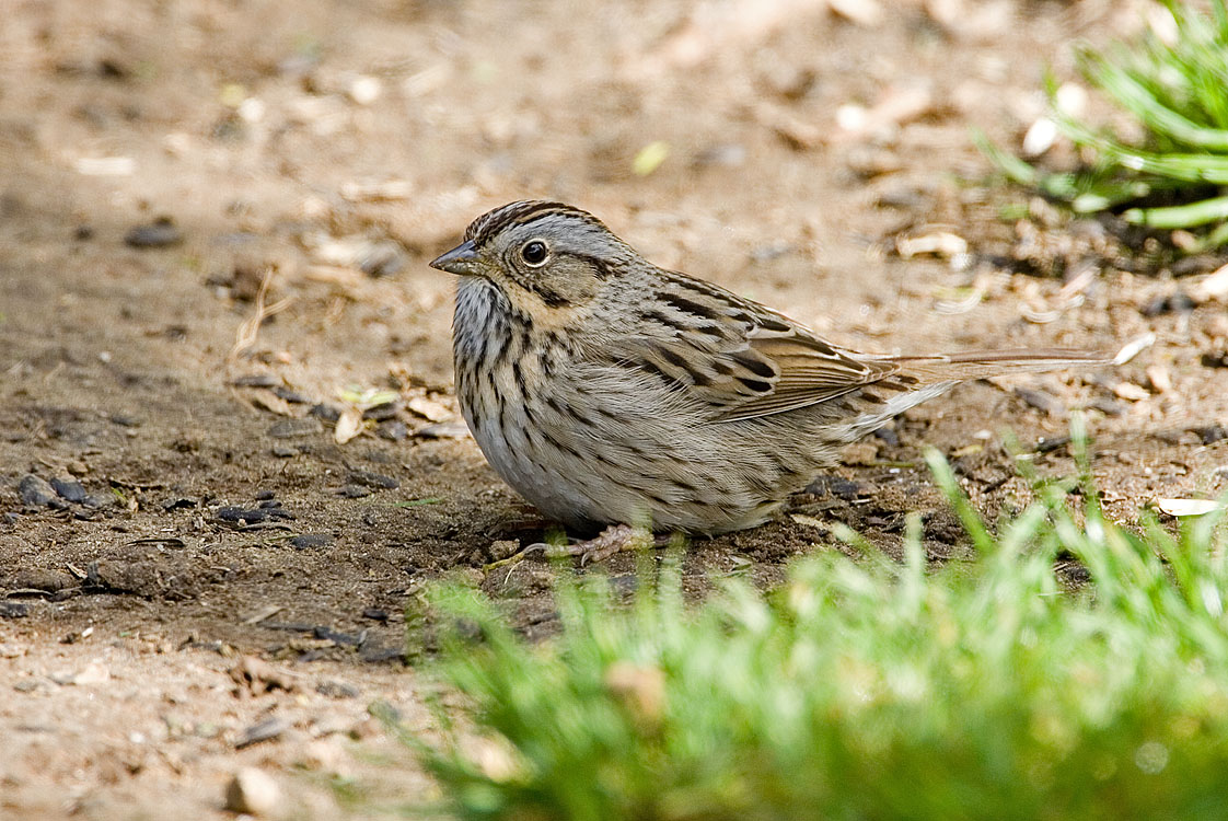 Lincolns Sparrow