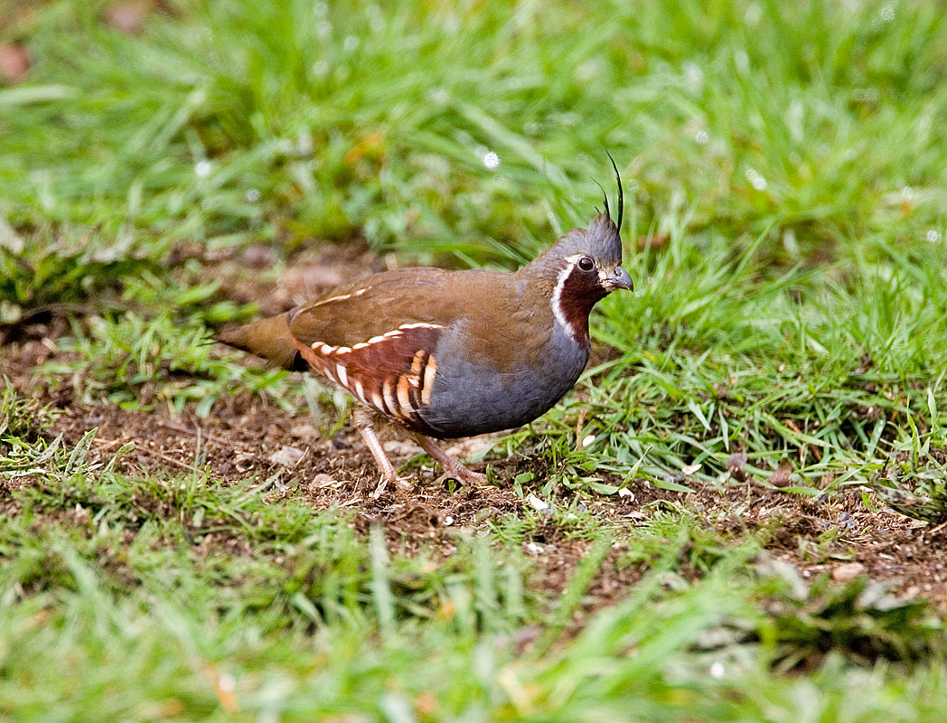 Mountain Quail (F)