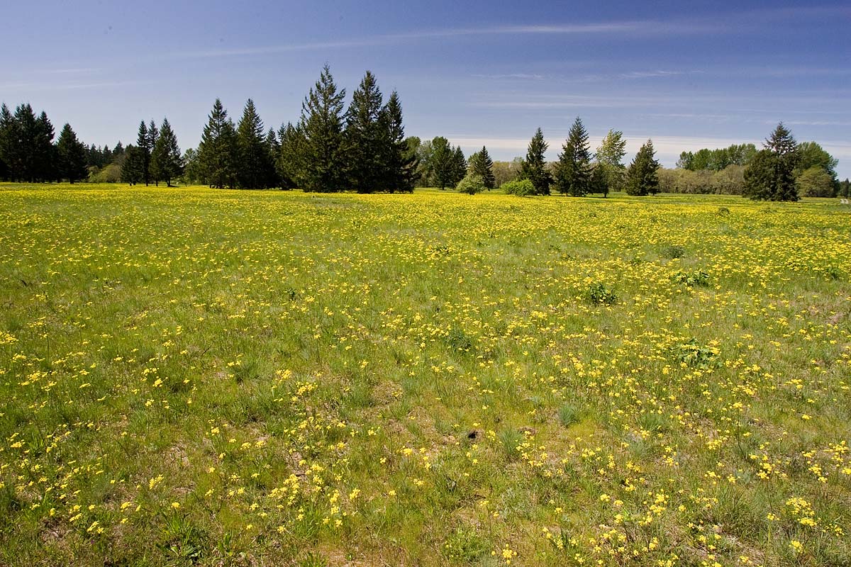 Lomatium triternatum